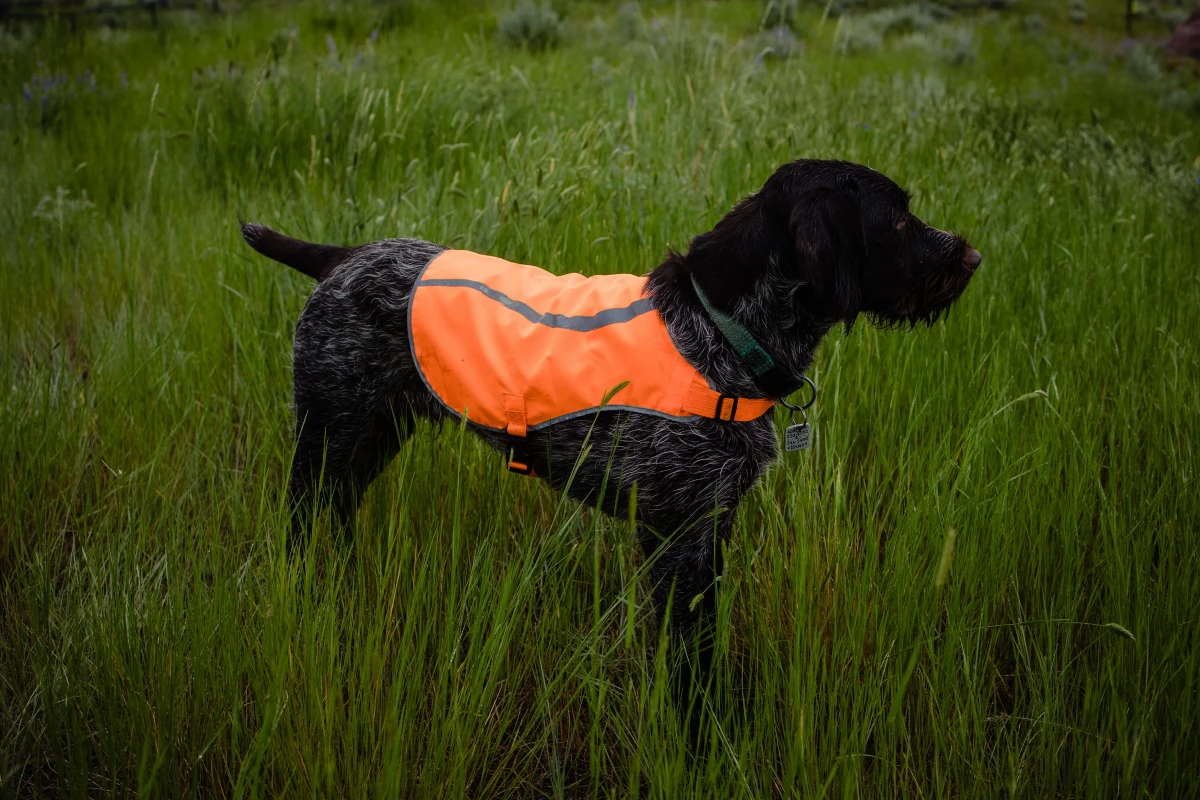 dog with orange vest