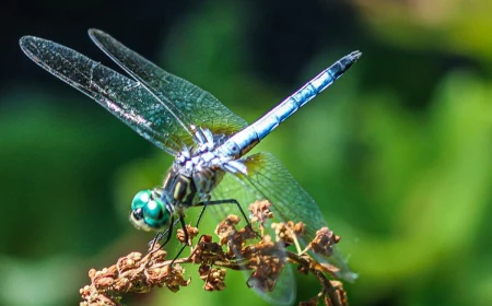 dragonflie on a high plant