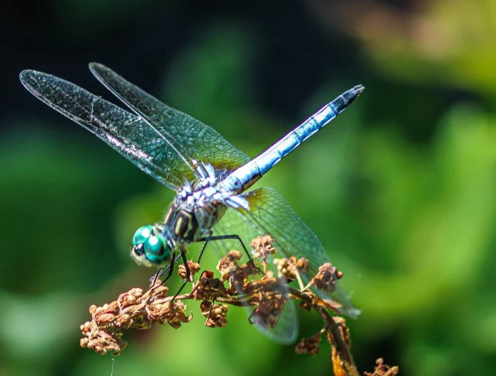 dragonflie on a high plant