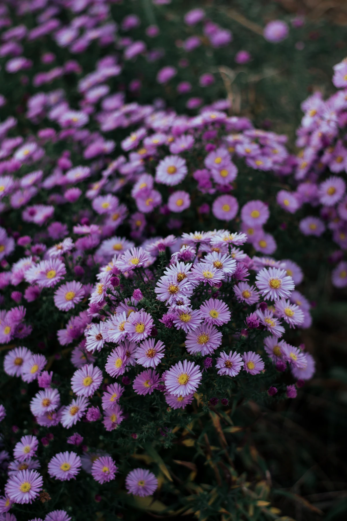 fall container plants purple aster