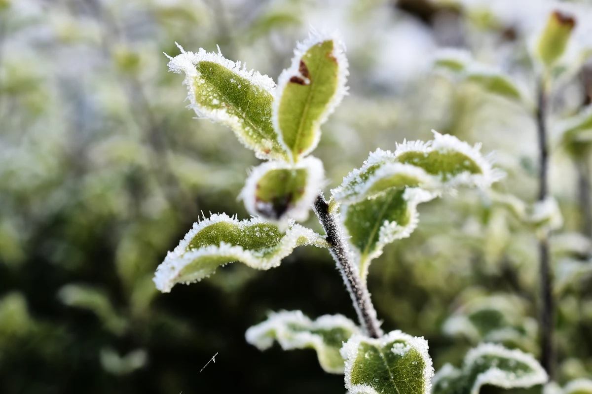 fall yard clean up .frostbite plant