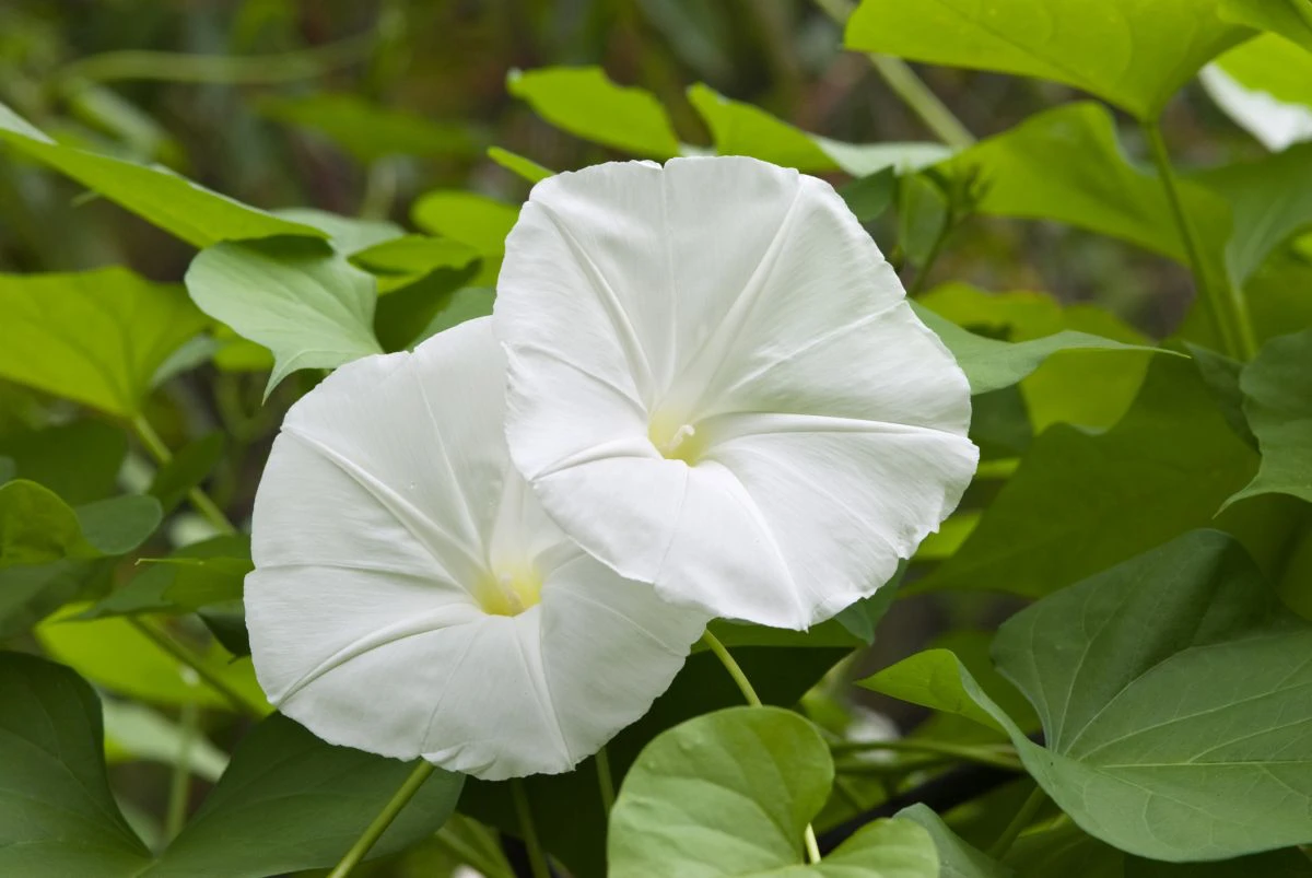 flowers that bloom at night white moonflower