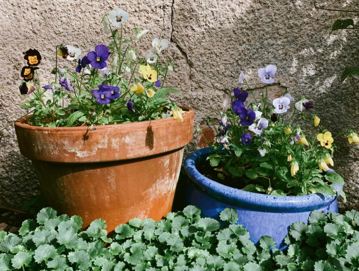 flowers to plant in the fall