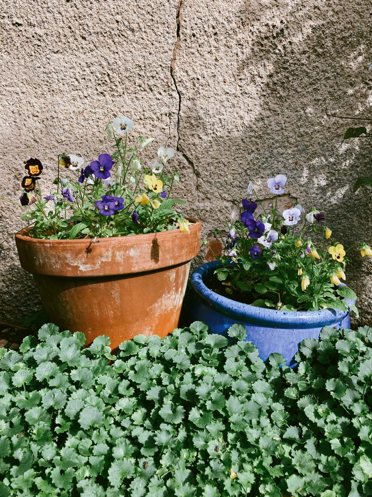 flowers to plant in the fall