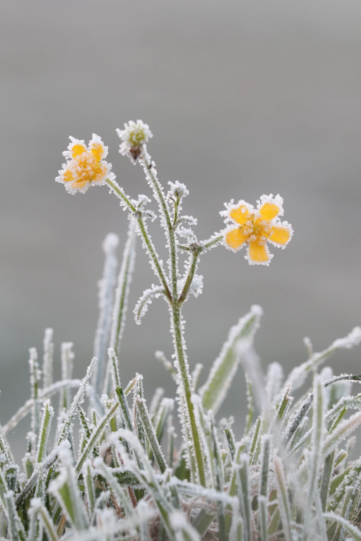 frosted yellow flower