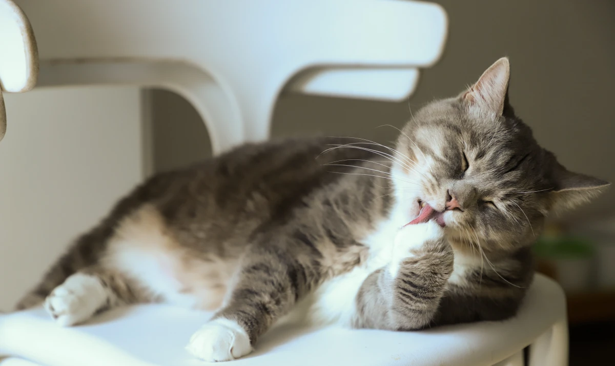 health benefits of owning a pet cat licking its paw