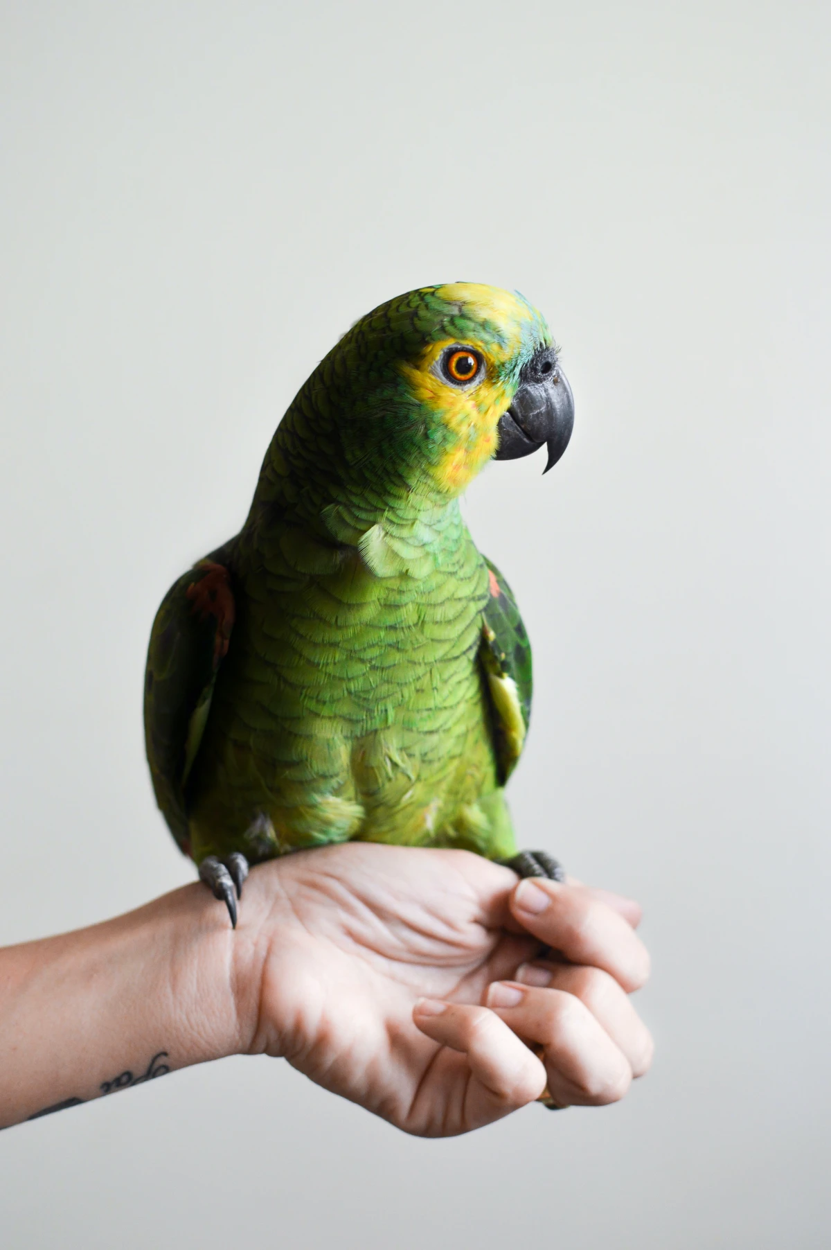 health benefits of owning a pet green parrot