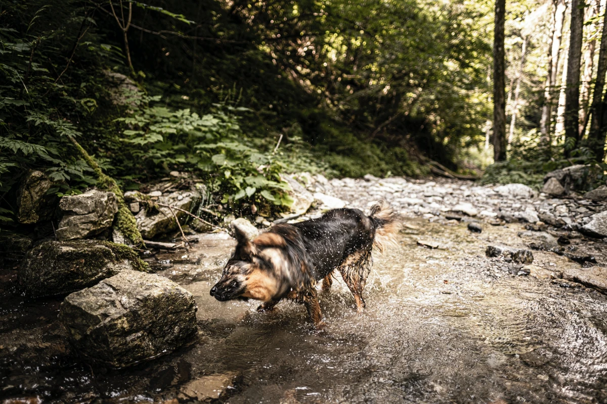 homemade dog shampoo dog getting dirty in river