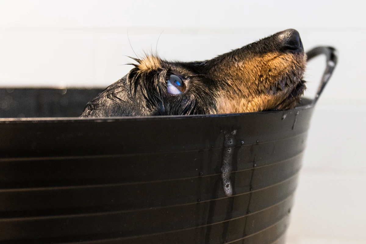 homemade dog shampoo dog in bath time