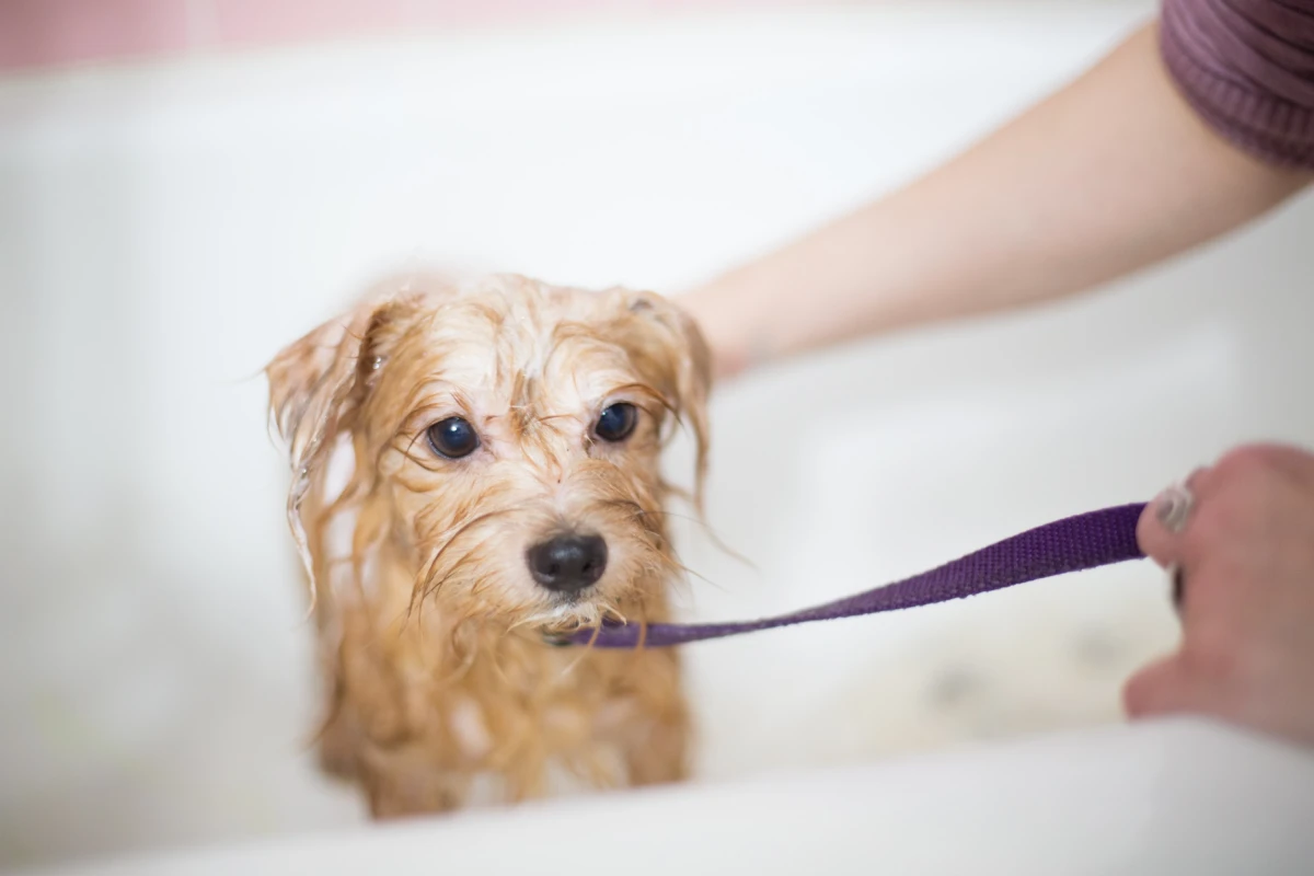 homemade dog shampoo dog in bath