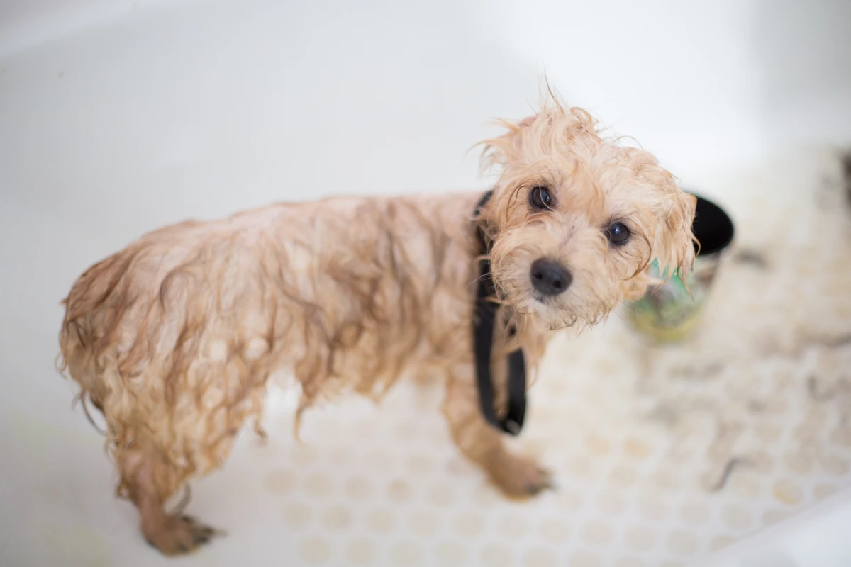 homemade dog shampoo dog in shower