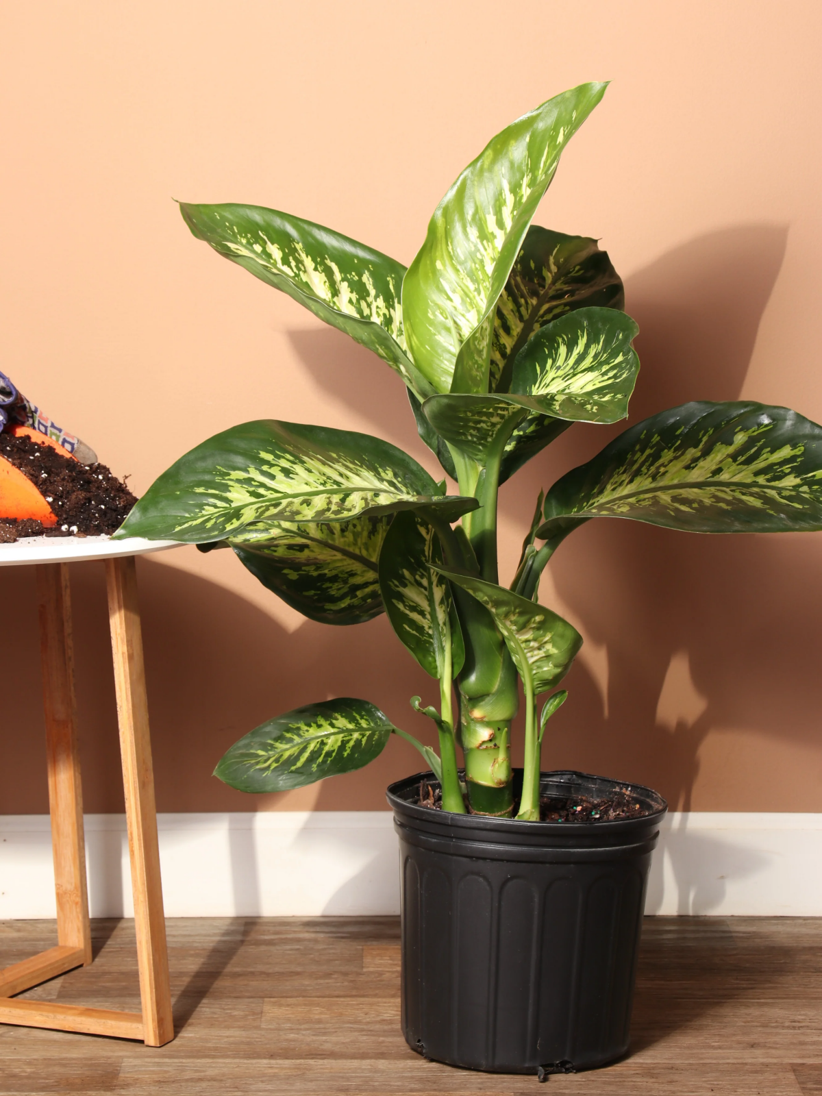 house plants that can live in the bathroom.jpg