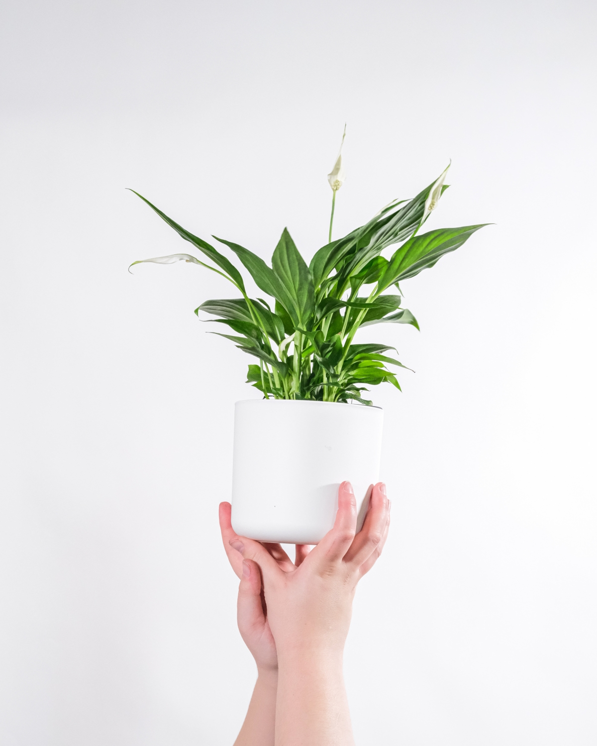 houseplants to place in the bathroom