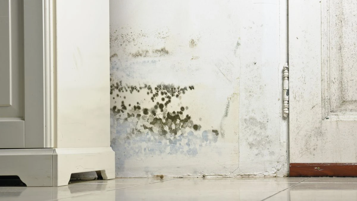 how to get rid of black mold black mold on white wall