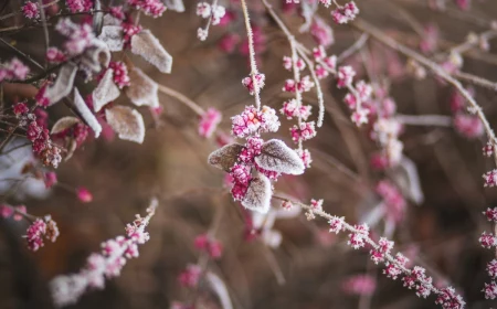 how to protect plants from frost frosted plants