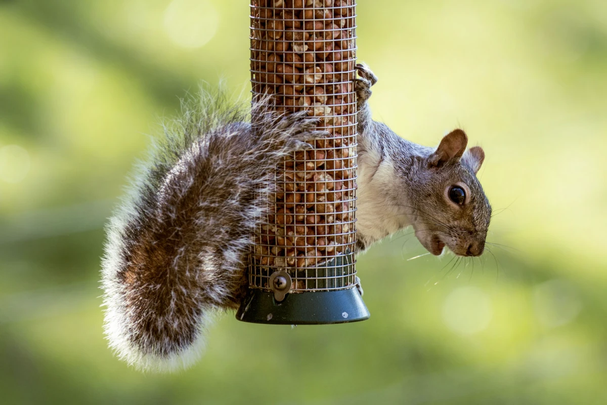 keep squirrels out of bird feeder squirrel on feeder