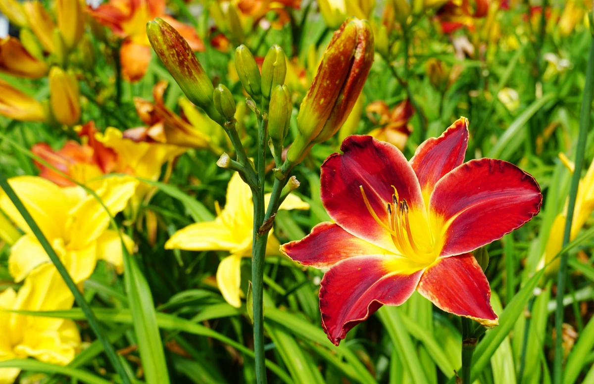 orange and red daylily