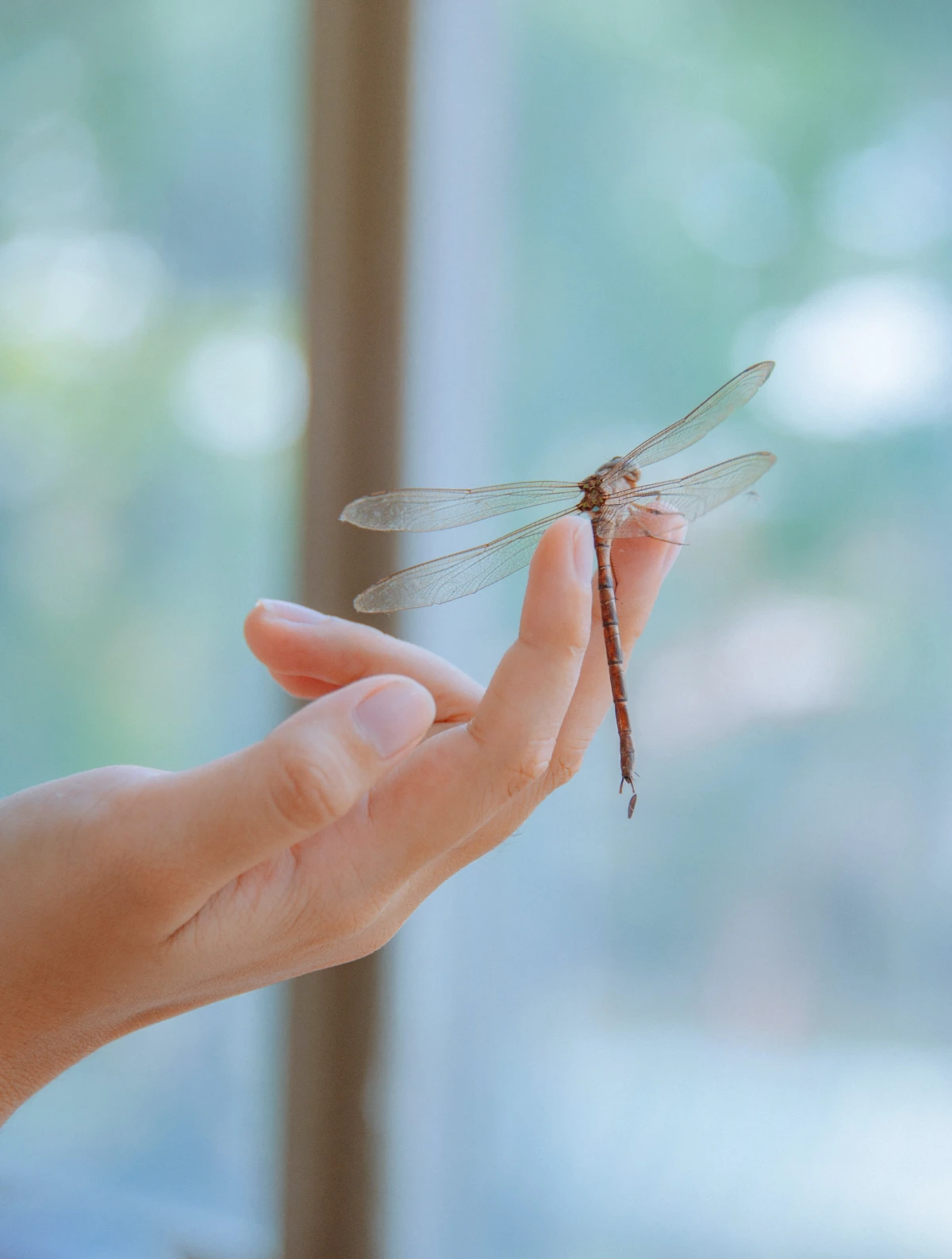 person holding a dragonfly