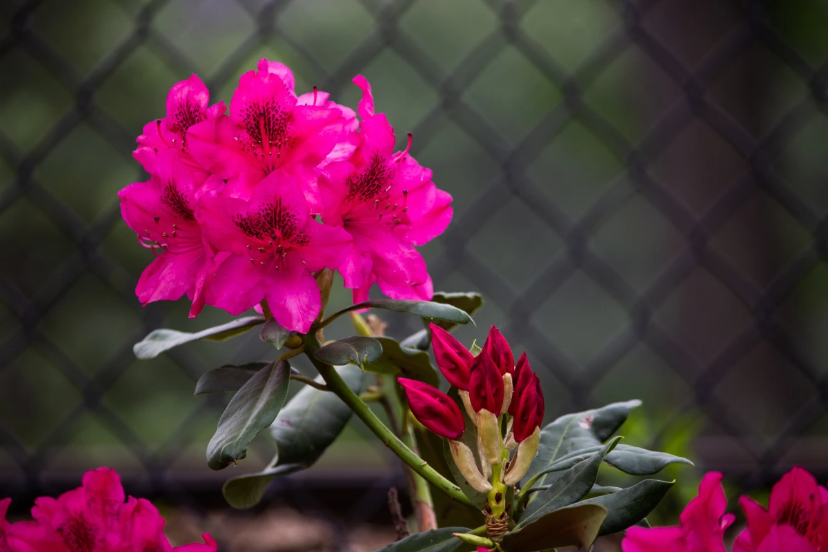 pink azalea flower