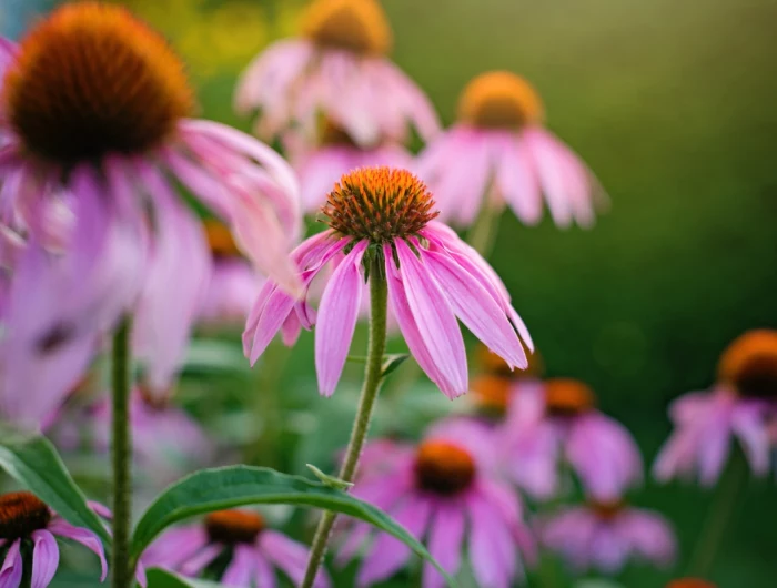 plants for fall pollinators purple coneflower