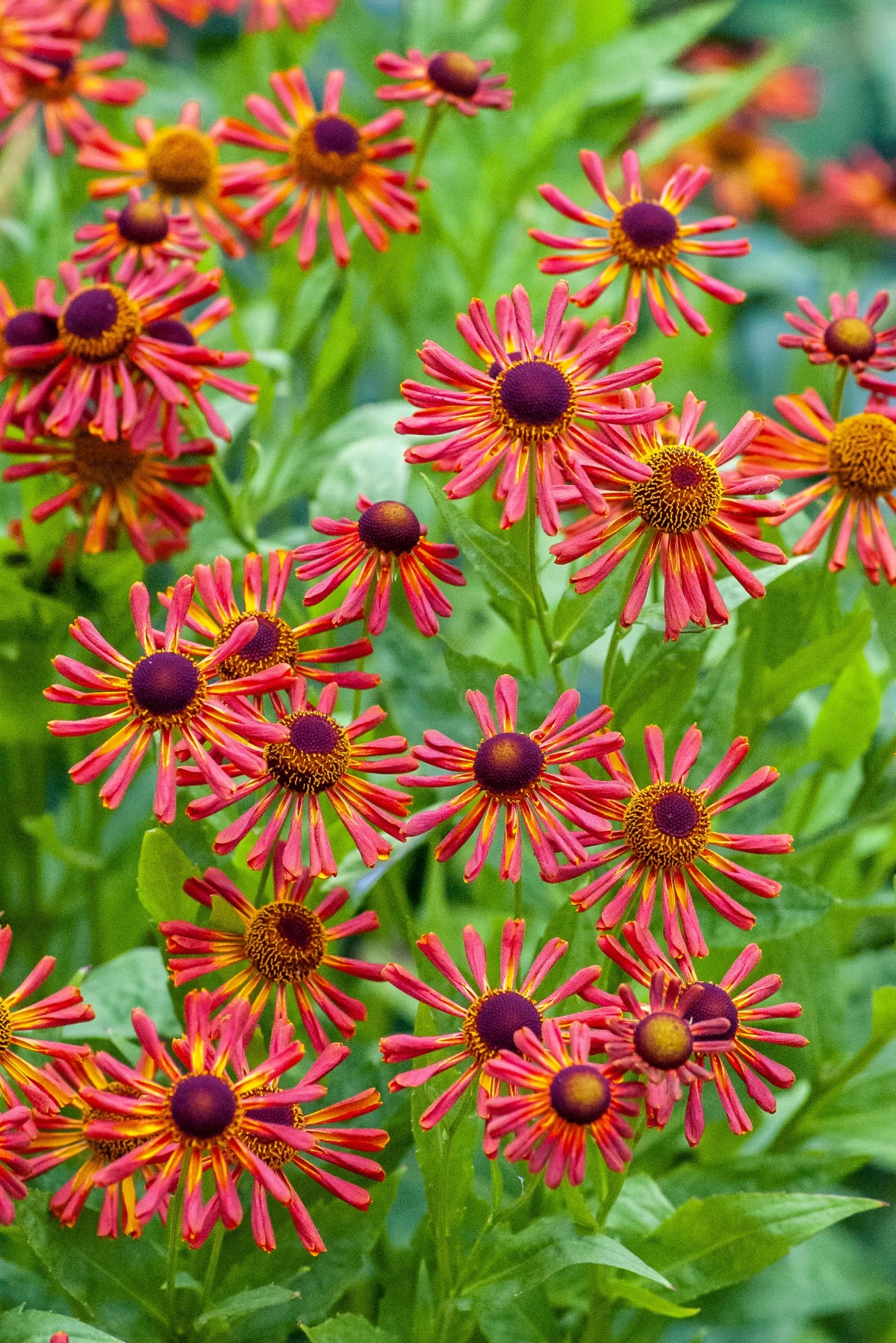 plants for fall pollinators red helenium flower