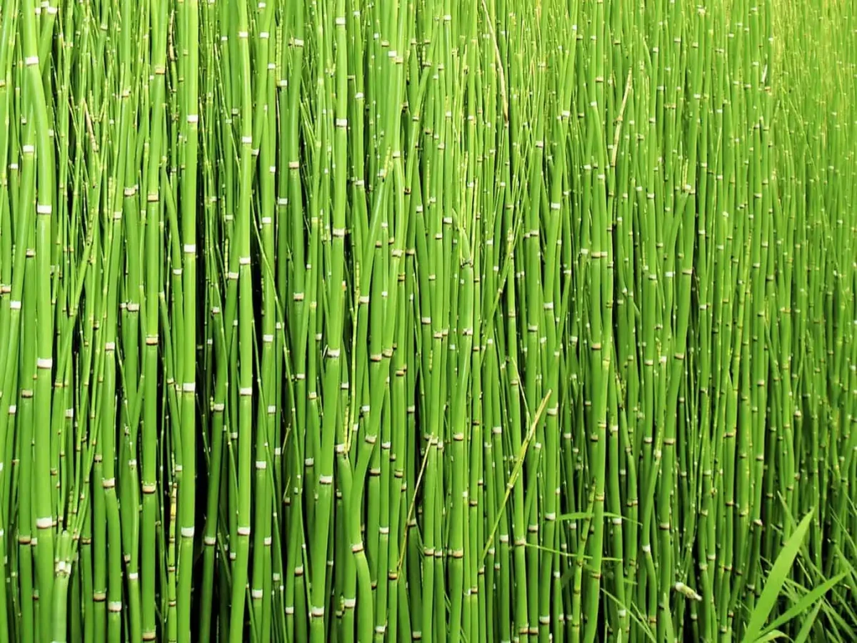 plants that attract dragonflies horsetail plant