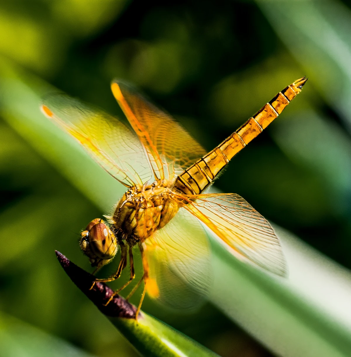 plants that attract dragonflies