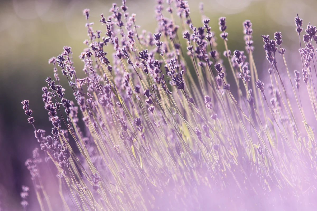 prune in fall lavender in garden