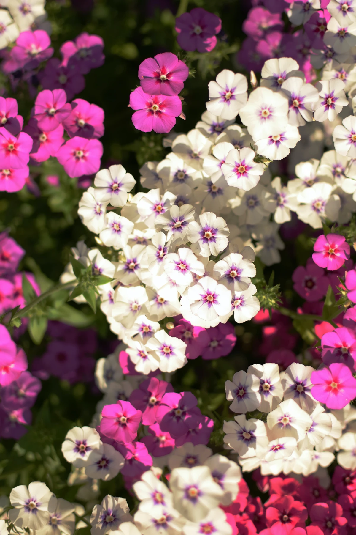 prune in fall pink and white phlox