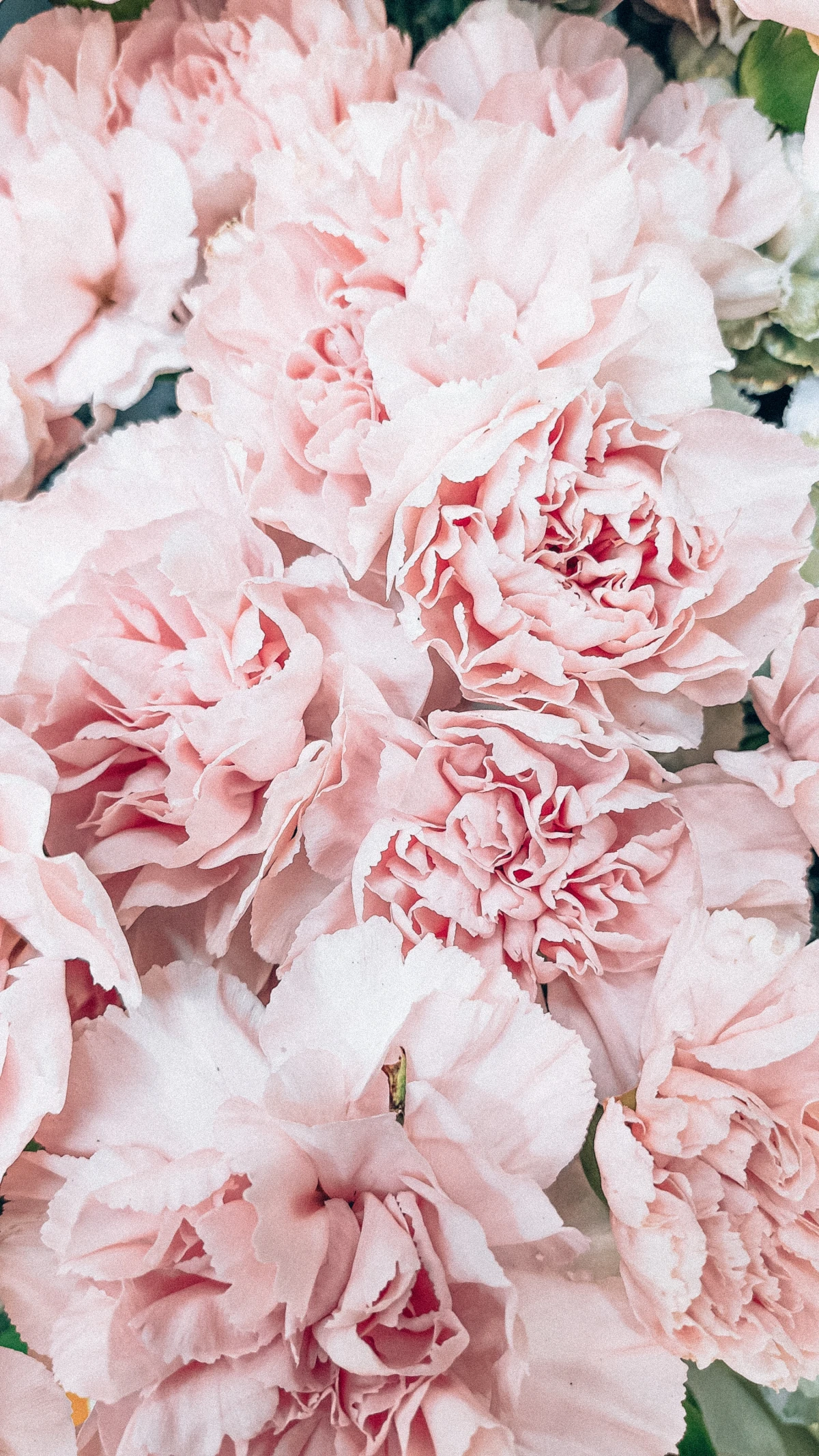 prune in fall pink peony in garden