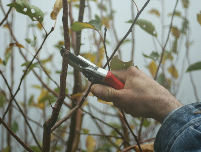 It’s Time To Prune! Here Are 6 Plants You Should ALWAYS Prune In Fall