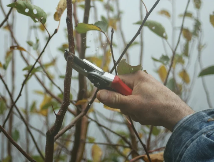 prune in fall pruining plant with shears