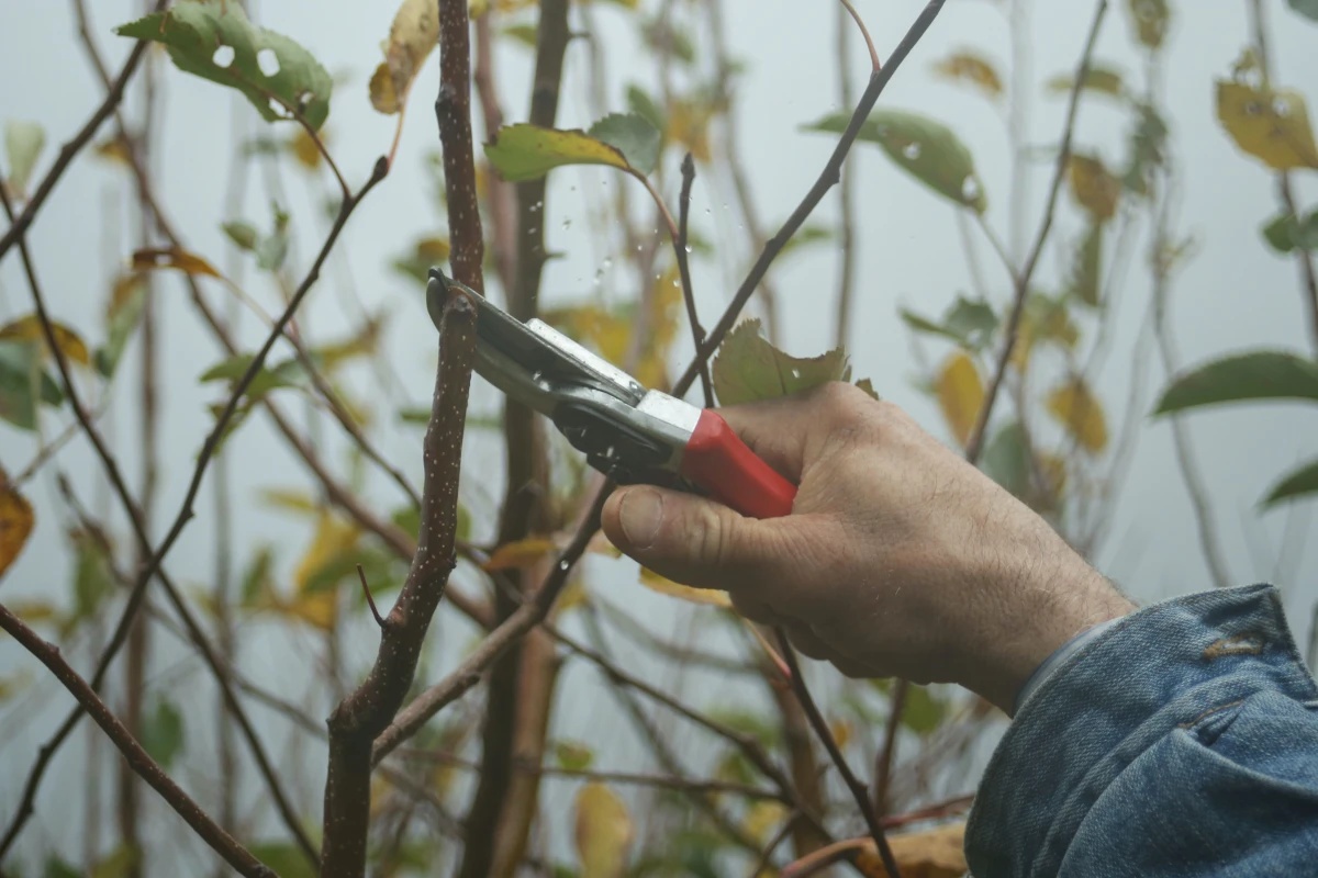 It’s Time To Prune! Here Are 6 Plants You Should ALWAYS Prune In Fall