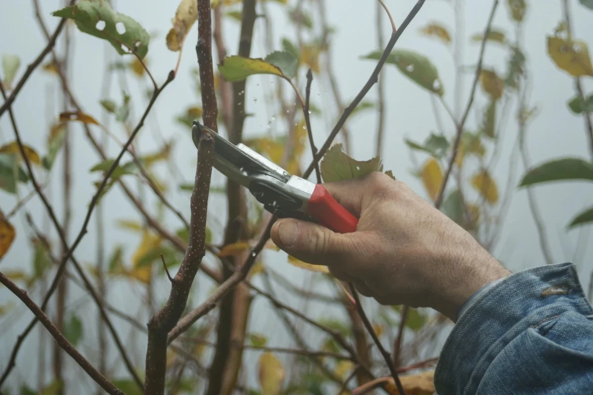 prune in fall pruining plant with shears