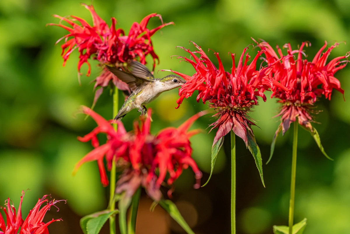 prune in fall red bee balm