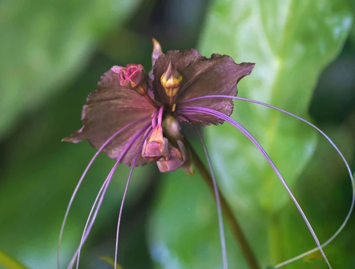 spooky houseplants black bat flower