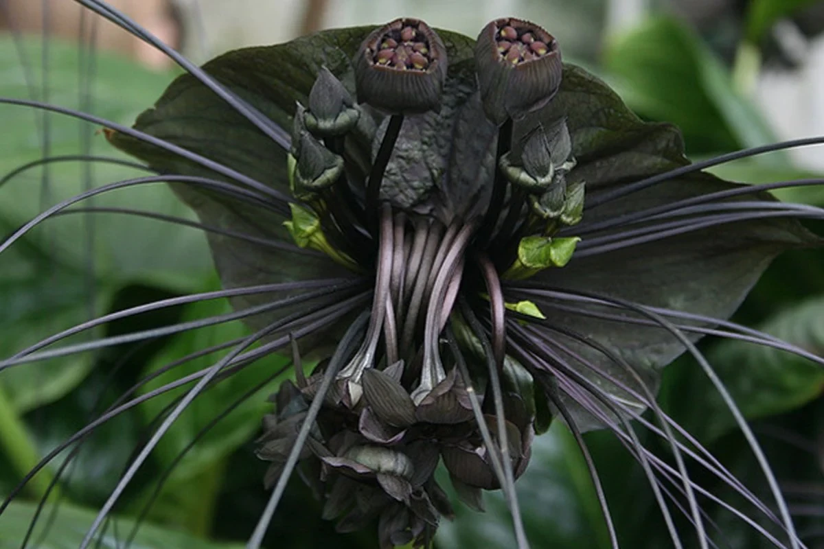 spooky houseplants black bat flower plant