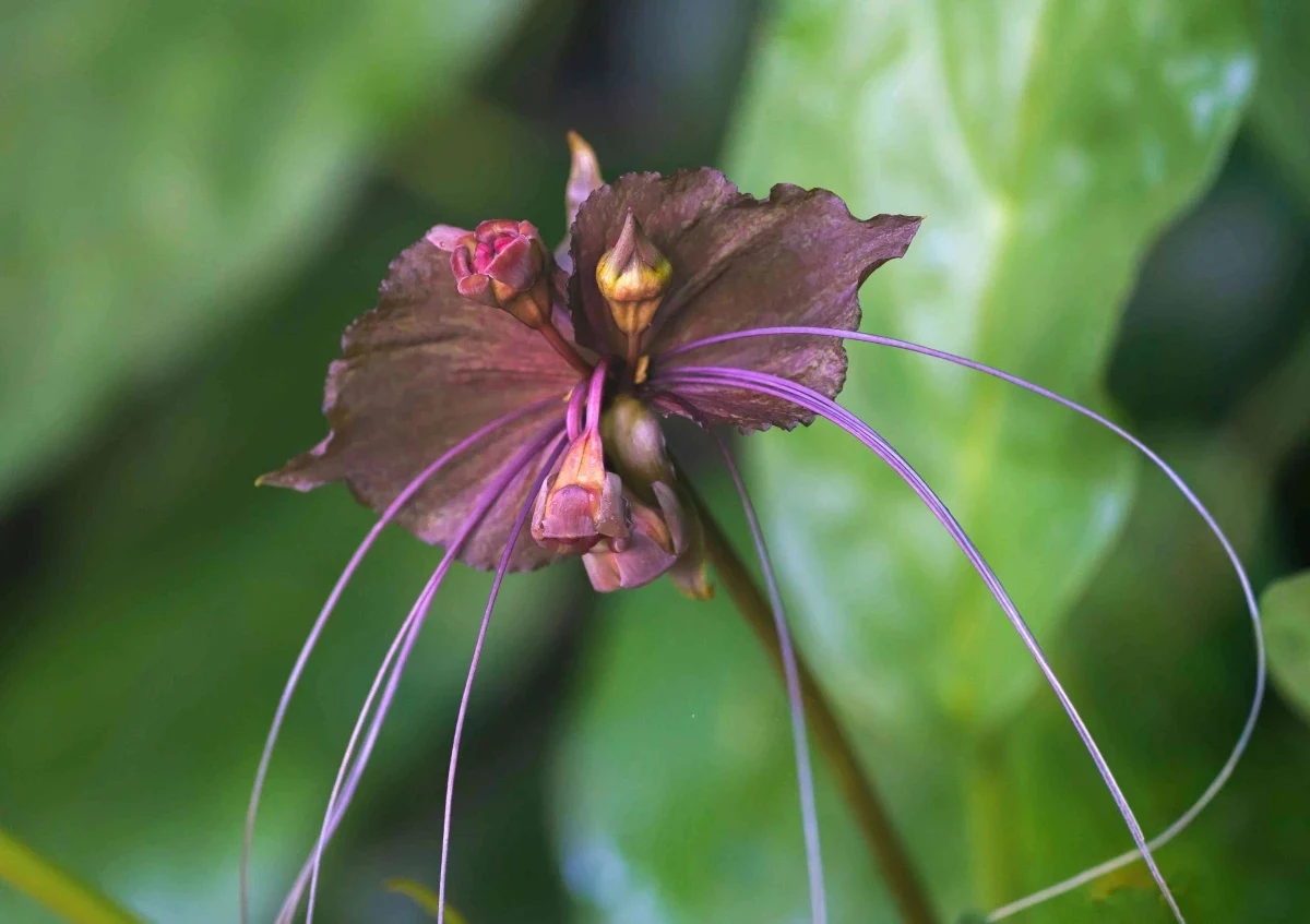 spooky houseplants black bat flower
