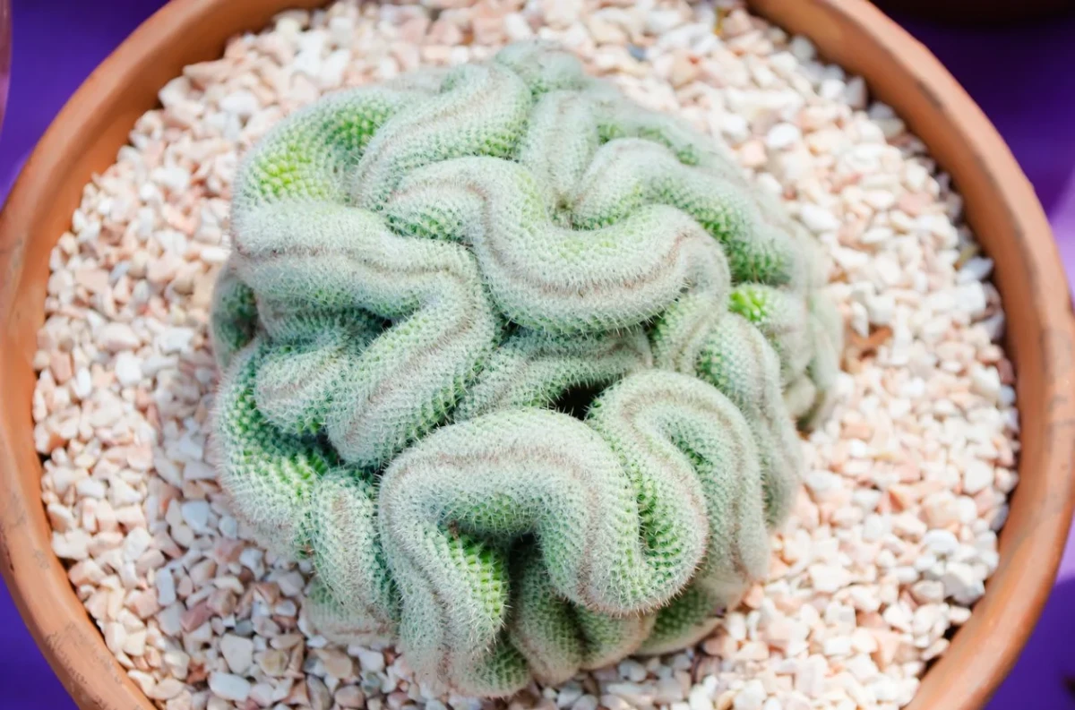 spooky houseplants brain cactus in pot