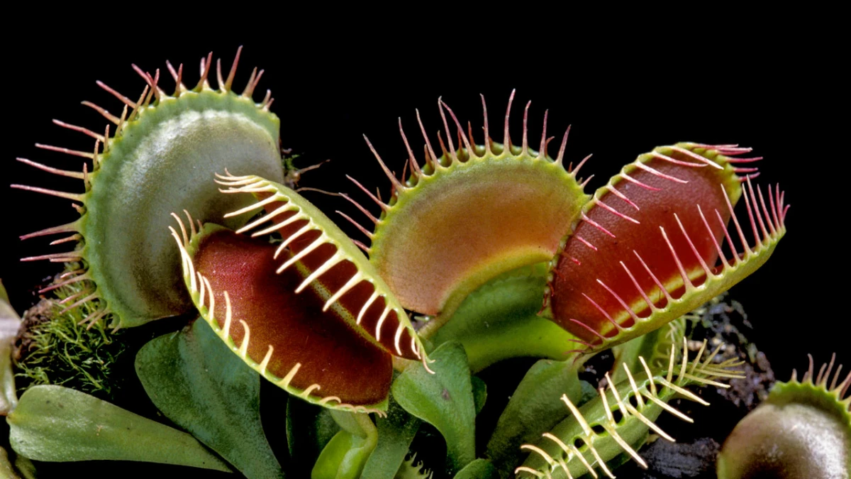 spooky houseplants venus flytrap