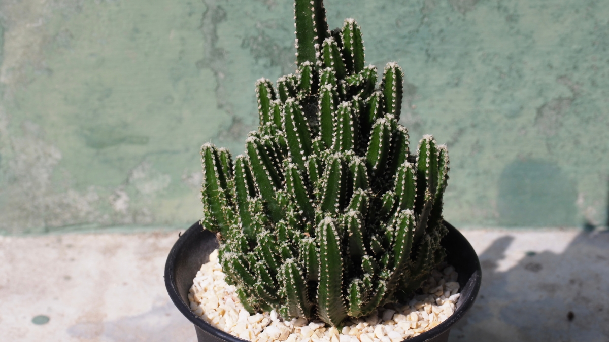 unique cactus house plants
