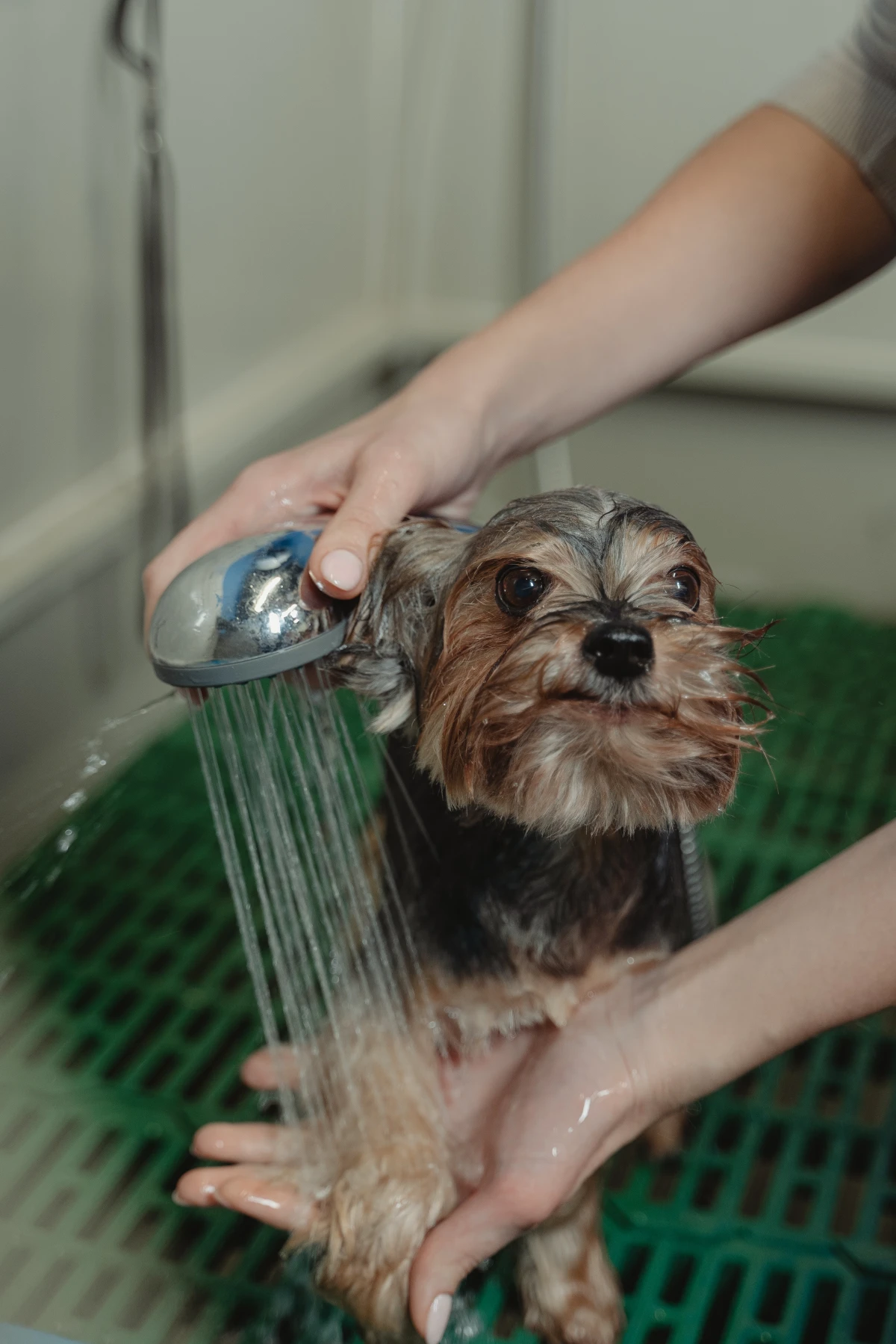 washing a dog