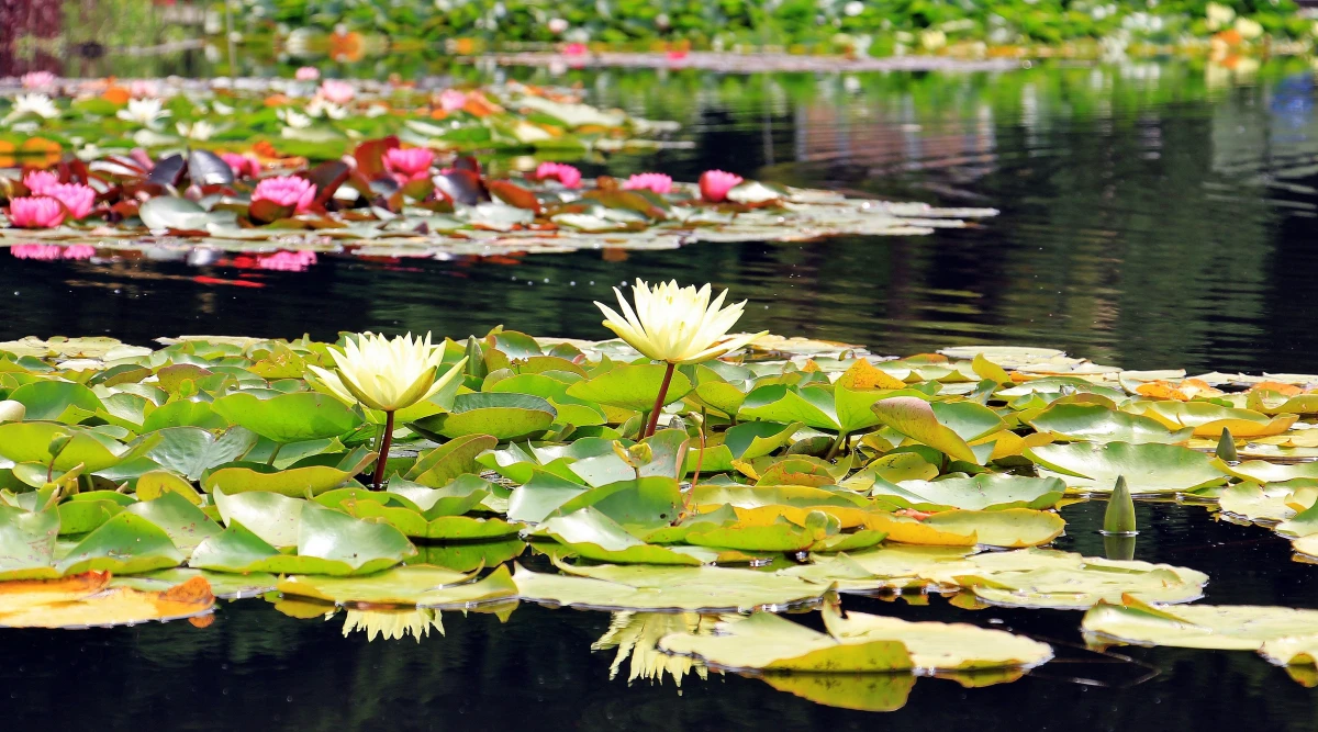 water lilies in water