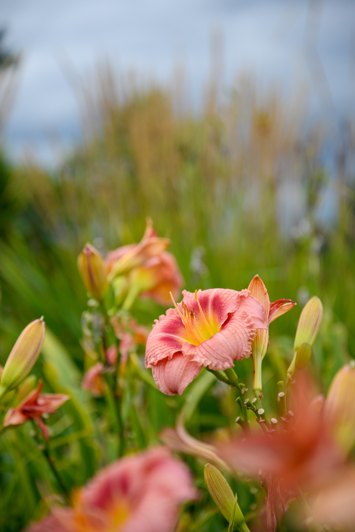 what are the best flowers to plant in october