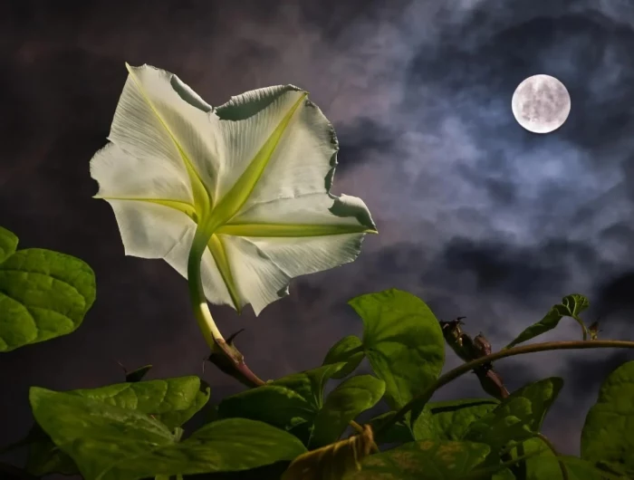 white moonflower looking at moon