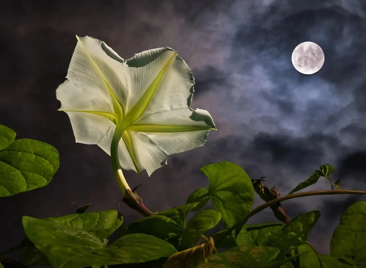 white moonflower looking at moon