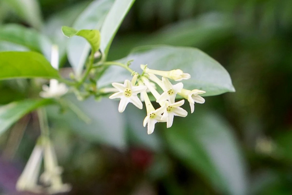 white small flower jasmine