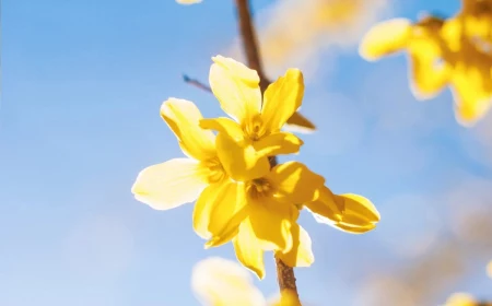 yellow forsythia shrub