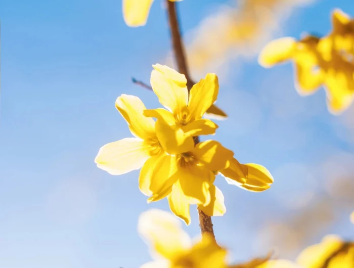 yellow forsythia shrub