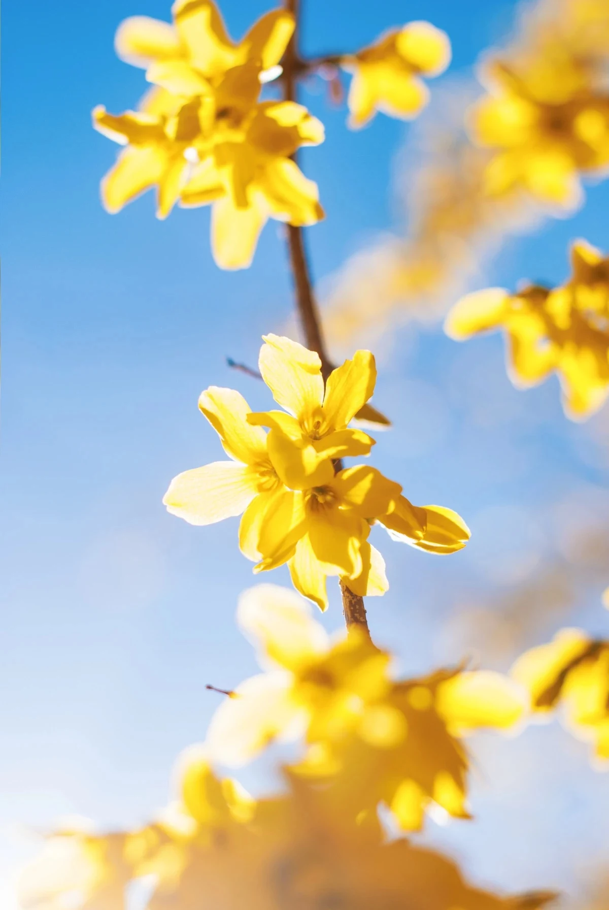 yellow forsythia shrub